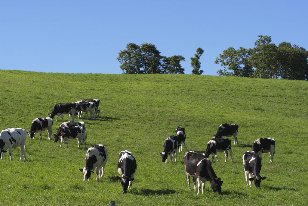 dairy farm