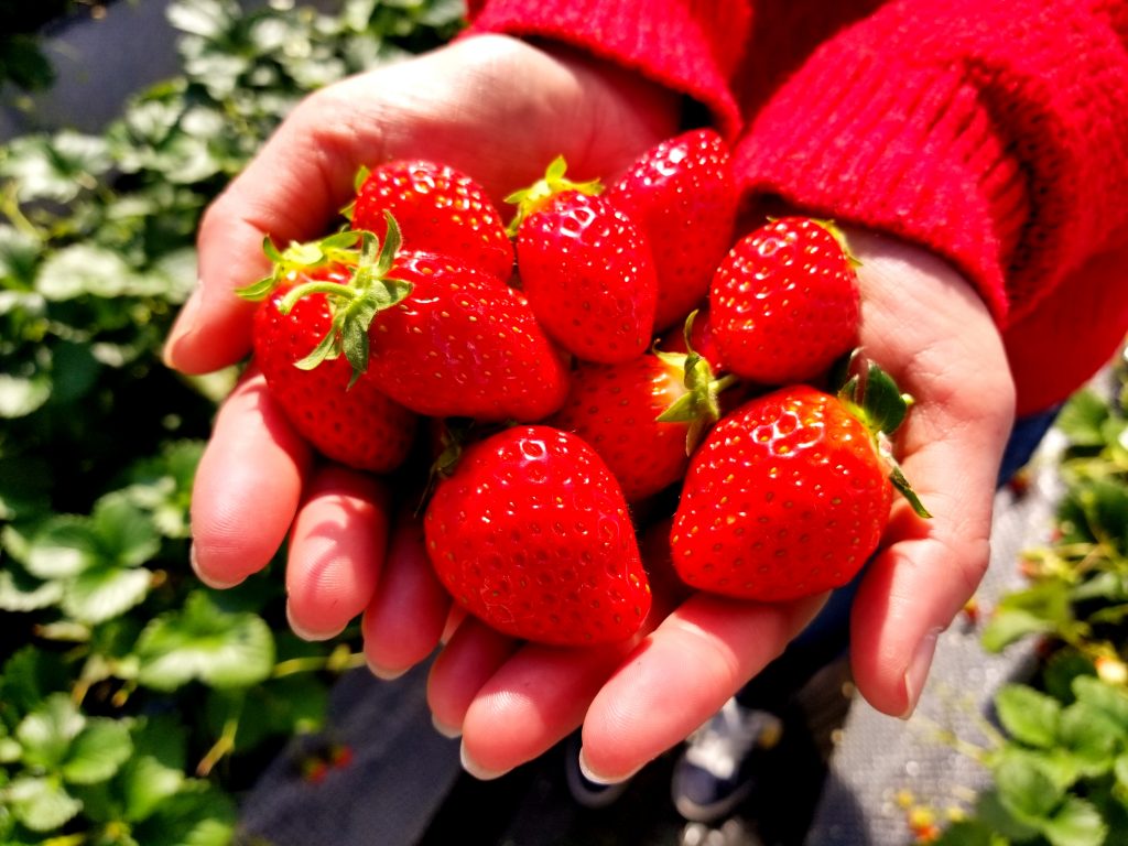 strawberry hunting