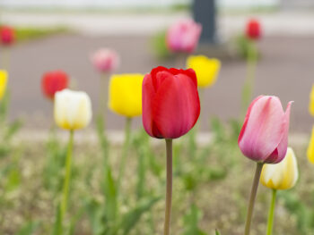 Tulip in Asahikawa, Hokkaido